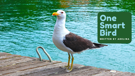 One Smart Bird - Adelina